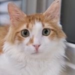 Orange and white cat looking directly at camera
